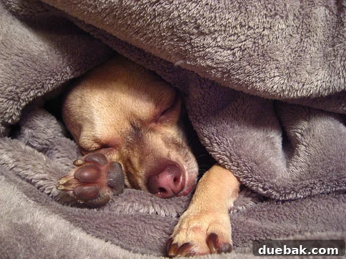 Chihuahua sleeping soundly amidst power tool noise during home renovation