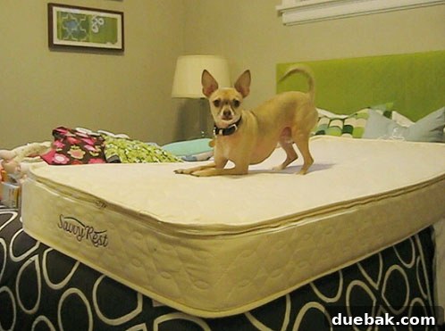 Sustainable Cribs for a Healthy Baby 3 Organic crib mattress detail