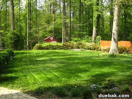 Lush green backyard in summer after mowing