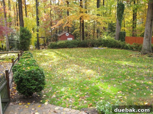 Backyard in fall with colorful autumn trees