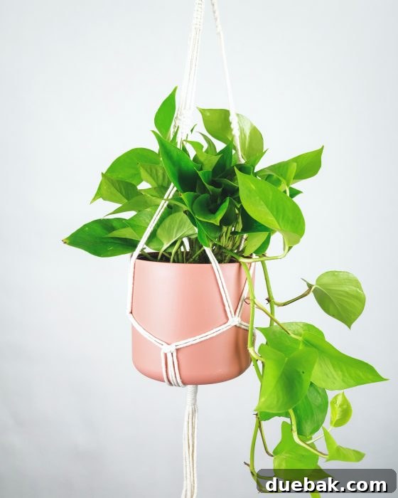 Vibrant green Pothos plant with heart-shaped leaves trailing from a hanging basket, symbolizing easy care.