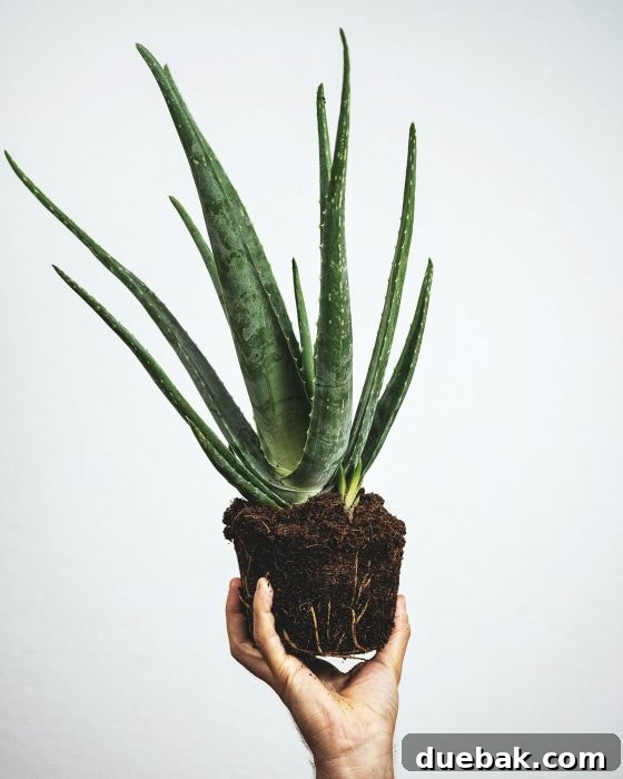 A healthy Aloe Vera plant with thick, fleshy green leaves, known for its medicinal properties and easy care.