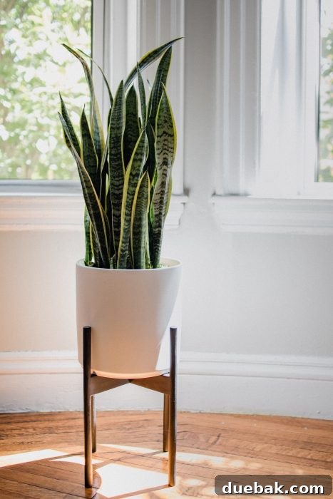 Tall, upright Snake Plant (Sansevieria) with variegated green and yellow leaves, a popular modern houseplant.