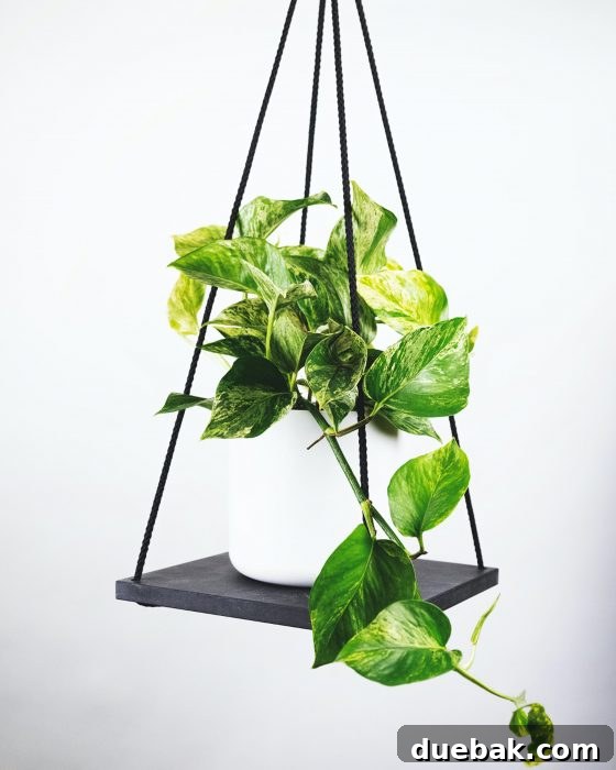 A lush Pothos plant with heart-shaped leaves spilling from a decorative pot, showcasing its trailing habit.