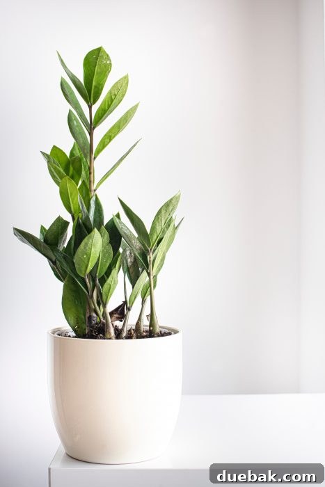 A vibrant ZZ Plant with thick, waxy, dark green leaves, known for extreme drought tolerance and low light survival.