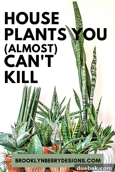 A collection of easy-care houseplants including Pothos, ZZ Plant, and Snake Plant, perfect for beginners.