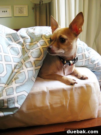 Waterproof Mattress Protector and Blanket