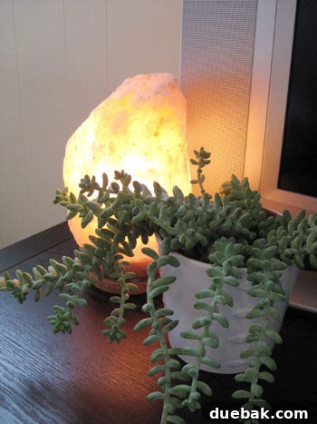 Small green plant elegantly housed in a clean white planter