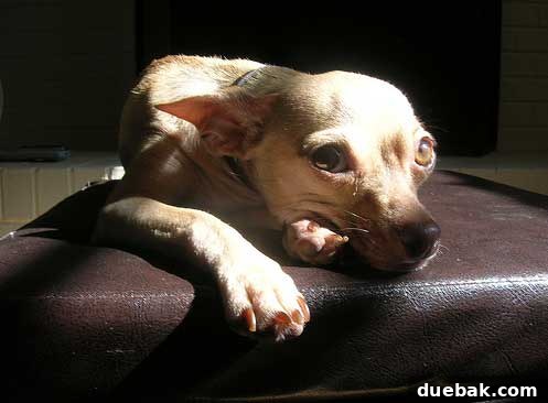 A dog guarding a home, enhancing security