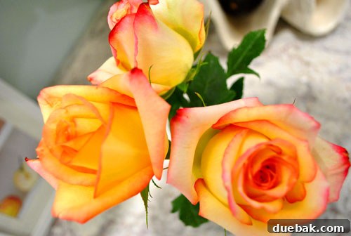 May Bloom Bonanza 5 Close-up of a rose with scarlet tips and creamy yellow petals