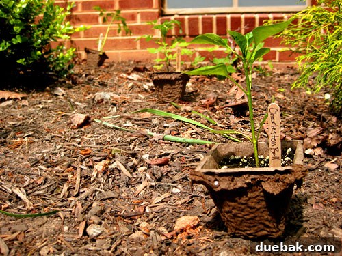 Freshly planted herbs and vegetables in a backyard garden, including basil, tomatoes, and chives