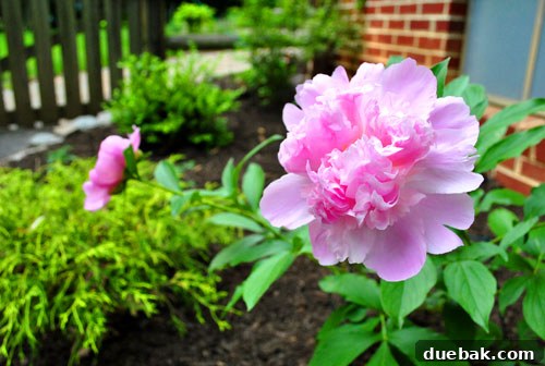 A vibrant pink peony blooming beautifully in a backyard garden