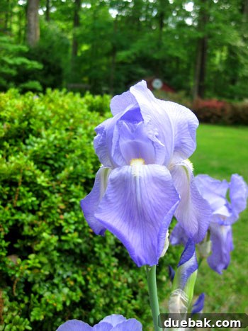 Beautiful, large purple irises blooming in a backyard garden