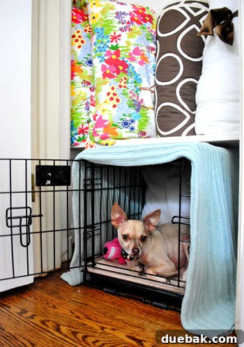 Clever Closet Shelf for Built-In Dog Crate 15 Burger the dog looking contentedly from his crate inside the newly organized closet