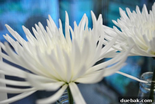 Transforming Izze Bottles into Stylish Vases 4 Detail shot of repurposed Izze bottles as flower vases