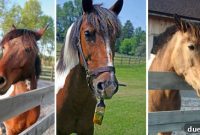 Sweet Foal Love Free