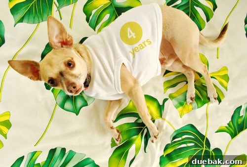 Chapter Three: Puppy Love Ponderings 2 Burger, the four-year-old dog, posing gracefully