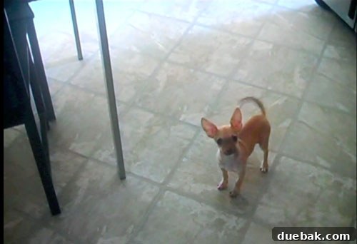 Chapter Three: Puppy Love Ponderings 4 Burger running through the old floor plan, showcasing the original layout