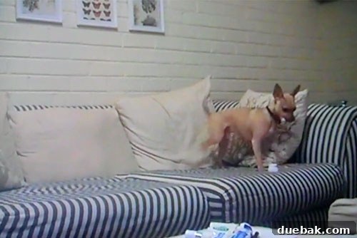 Chapter Three: Puppy Love Ponderings 6 Old furniture, including the den couch, both slipcovered and uncovered