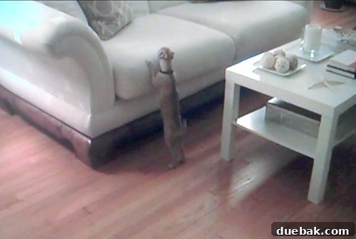 Chapter Three: Puppy Love Ponderings 7 A bare living room before its transformation into a living and dining area