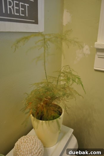 A struggling asparagus plant, a symbol of unpredictable home projects