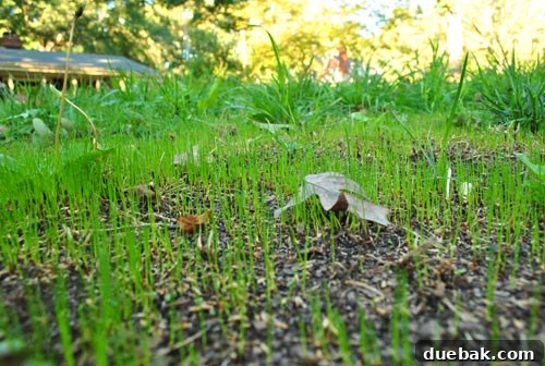 Maximize Your Home's Selling Potential: Clean and Mulch 7 Lush, green grass in a well-maintained lawn.