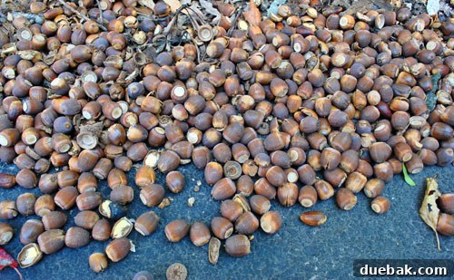 Maximize Your Home's Selling Potential: Clean and Mulch 8 Pile of acorns collected from a driveway.