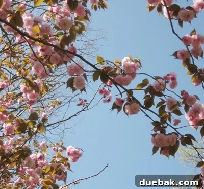 Our First Home: A Collection of Cherished Memories 2 Cherry tree in front yard of home