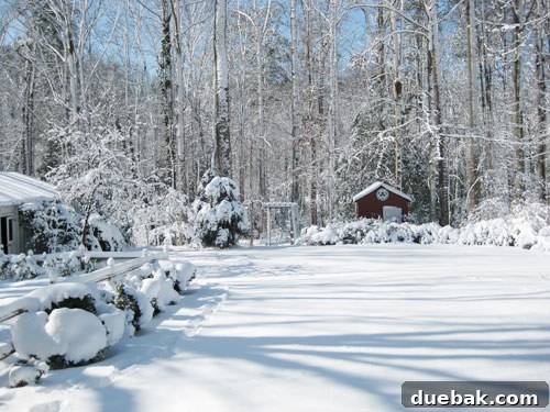Our First Home: A Collection of Cherished Memories 7 Snow-covered trees and yard around a home