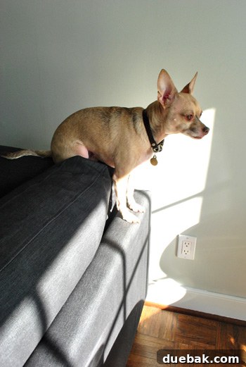 Chihuahua sitting atop Ikea sectional sofa in sunlight, observing its surroundings with keen interest.