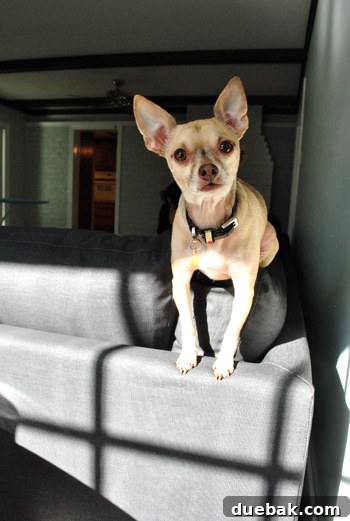 Chihuahua sitting atop Ikea sectional sofa Karlstad in sunlight, positioned as if on lookout duty.