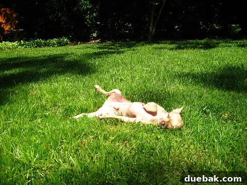 burgernthesun Our dog, Burger, happily relaxing in the new grassy backyard, enjoying the sun and his transformed space.