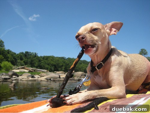 Dog relaxing on a rock at Pony Pasture in Richmond, VA, with the James River in the background.