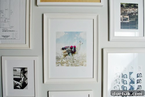 Framed Banana Republic ad featuring a llama or alpaca