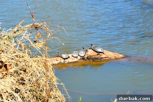 Clara and Burger observing turtles in the river during a family walk