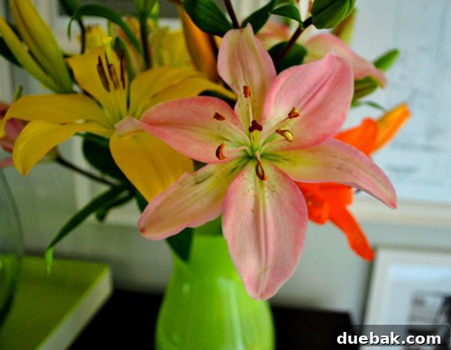 Close-up of vibrant lilies