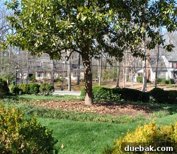 The newly transformed front yard and magnolia tree, demonstrating improved curb appeal and natural light.