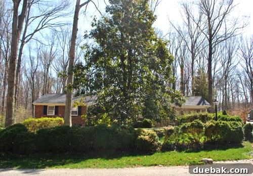 Massive, overgrown magnolia tree in front of the second house, completely blocking the facade.