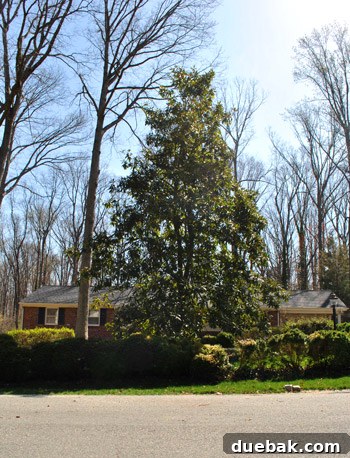 Another angle of the giant magnolia tree, highlighting how it dominates the front of the ranch-style home.