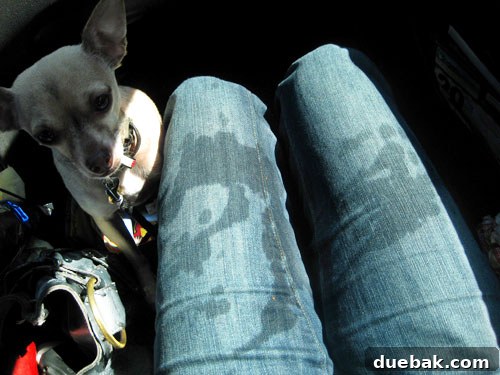 Sherry comically showing off her pants, stained from an accidental Fresca spray during the car ride.