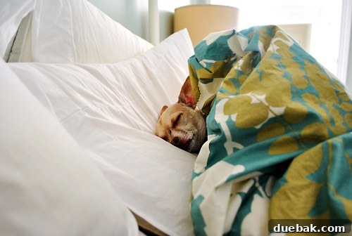 Close up shot of Burger the dog asleep in bed, head on pillow, cozy under the duvet