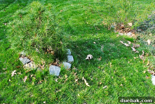 First Look: Our New Home's Exterior 16 A small tree with a stone border in the middle of a grassy area, illustrating a disruptive element