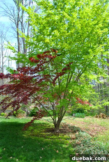 First Look: Our New Home's Exterior 22 Grafted maple tree with two different colored leaves, vibrant and striking