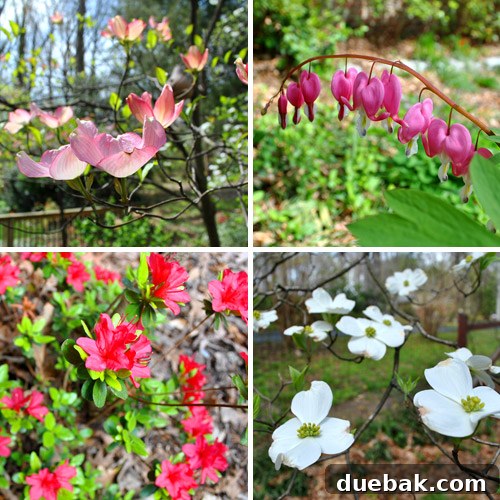 First Look: Our New Home's Exterior 24 Close-up of newly bloomed azalea flowers, showcasing vibrant colors