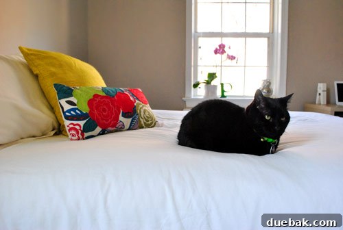 Gift the Canvas of Imagination 9 Duncan the cat relaxing on the bed in Carrie's newly painted bedroom.