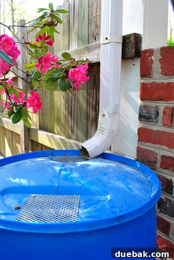 Easy Rain Barrel Setup 9 Newly installed blue rain barrel with a downspout connected