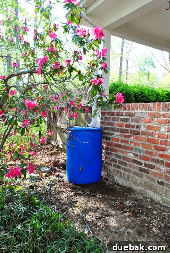 Easy Rain Barrel Setup 10 Bright blue rain barrel in an outdoor setting