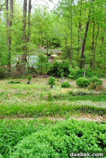 A small Leyland Cypress tree, representing the 'before' stage of the privacy planting project.
