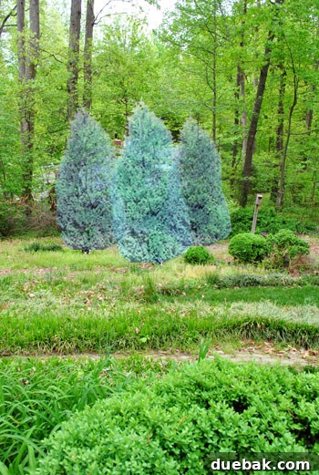 A photoshopped image showing a mature, dense Leyland Cypress privacy hedge, representing the 'after' stage of the project.