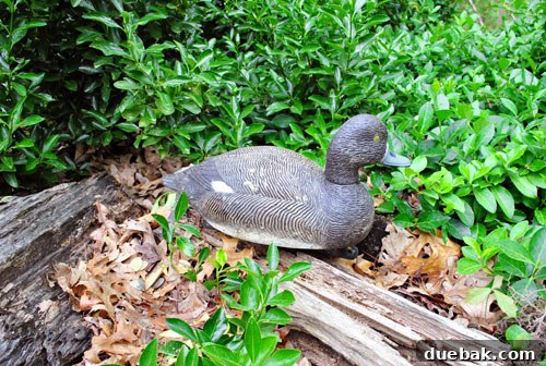 Closer view of the plastic duck, nestled among the foliage in the garden.